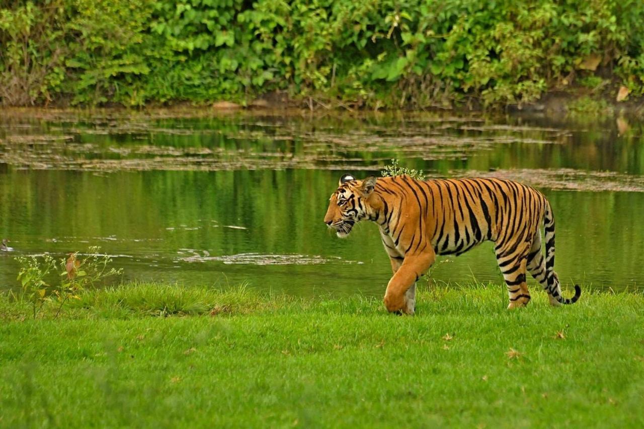 Bed and Breakfast Jungle Trailz Kabini Sargur Экстерьер фото