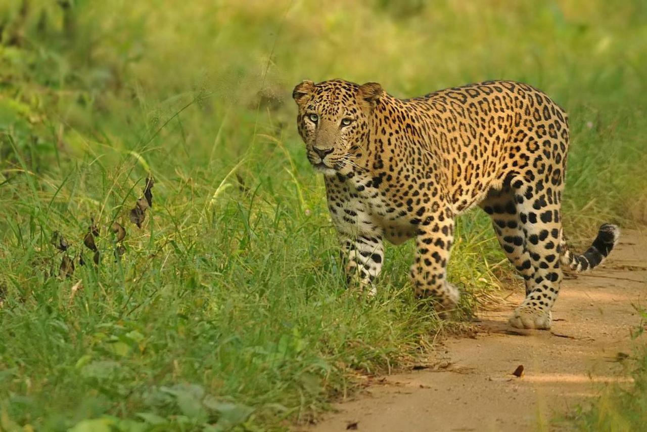 Bed and Breakfast Jungle Trailz Kabini Sargur Экстерьер фото